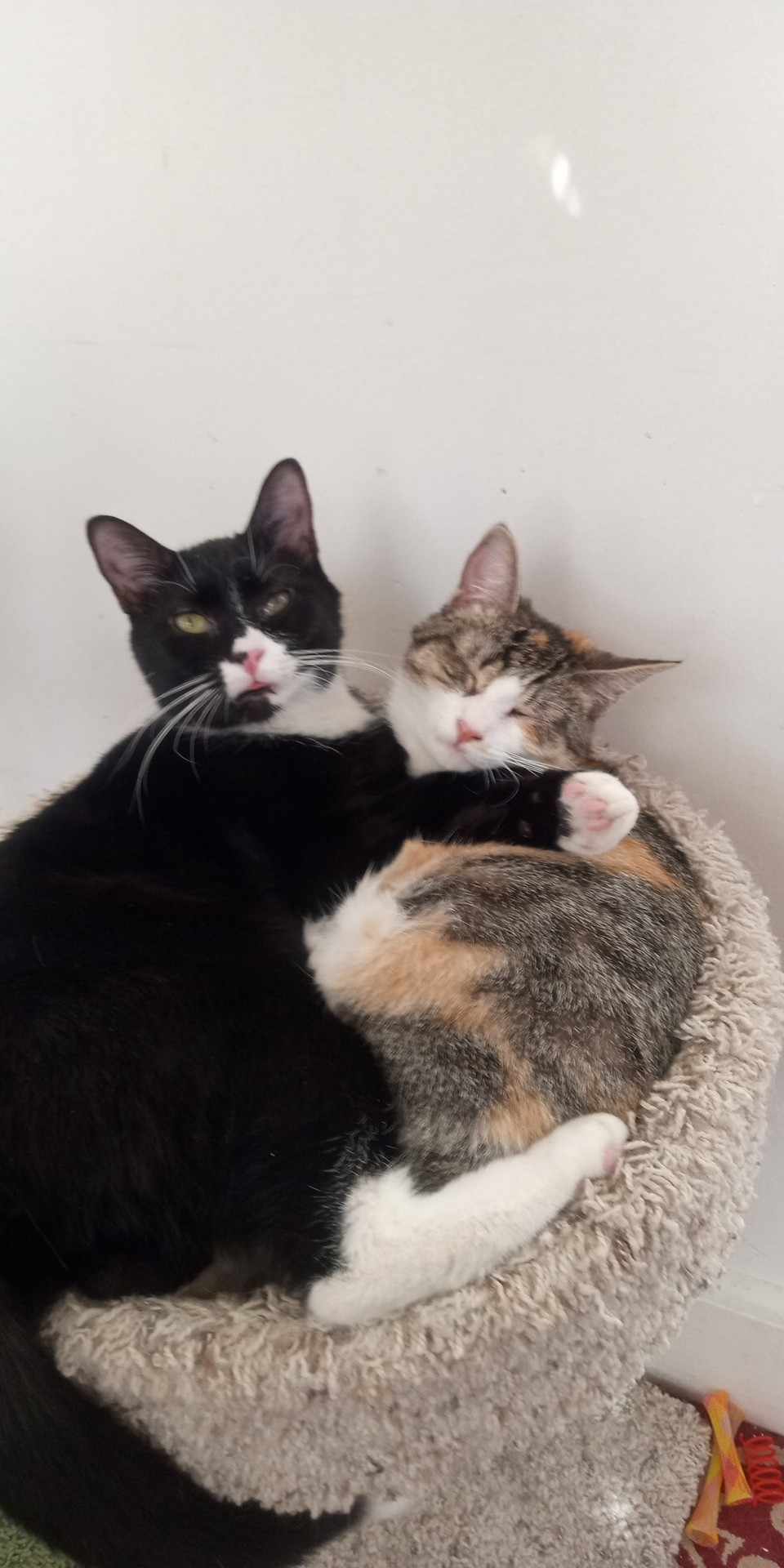 Grimace and Rosie