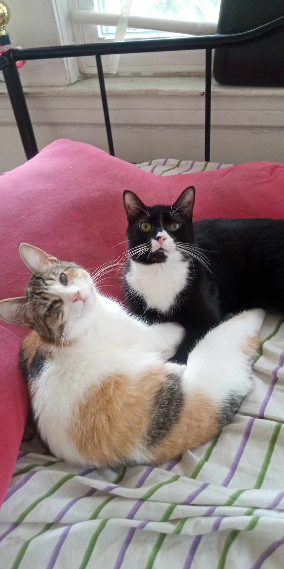 Grimace and Rosie