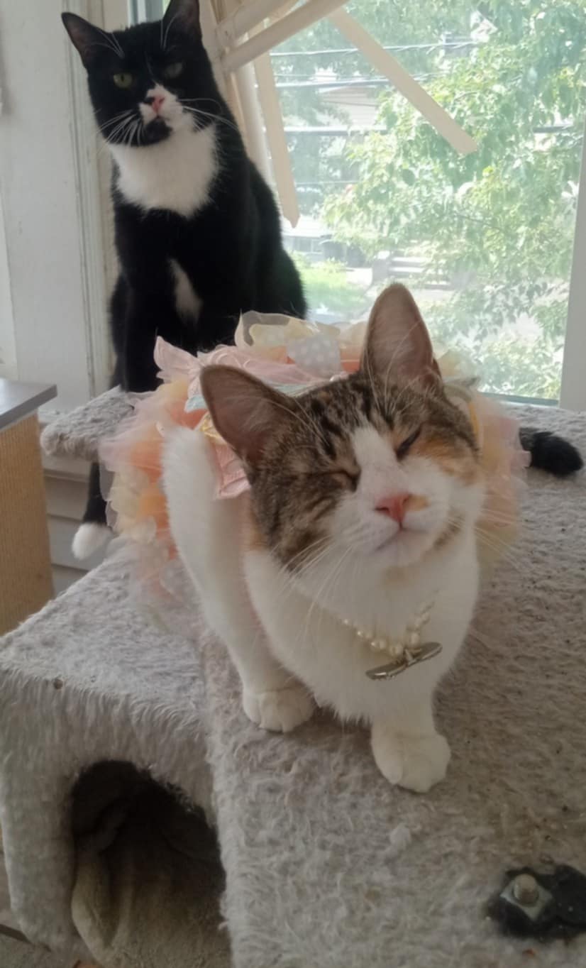 Grimace and Rosie, a Adoptable Domestic Short Hair in East Orange, NJ image 5/6