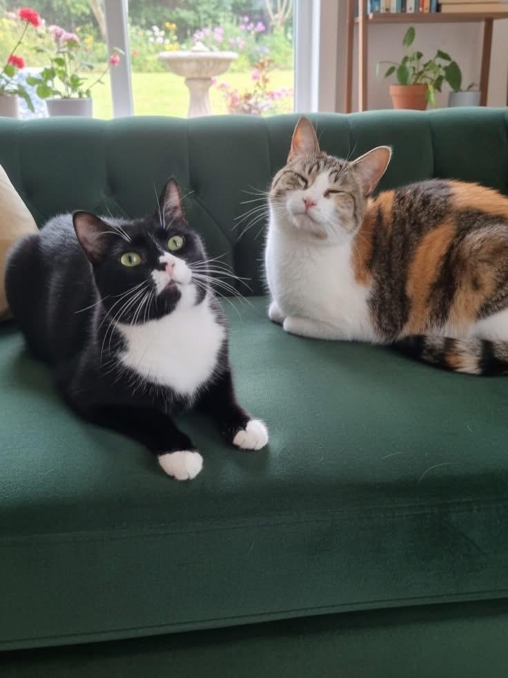 Enlarge Grimace and Rosie, a Adoptable Domestic Short Hair in East Orange, NJ image 2/6