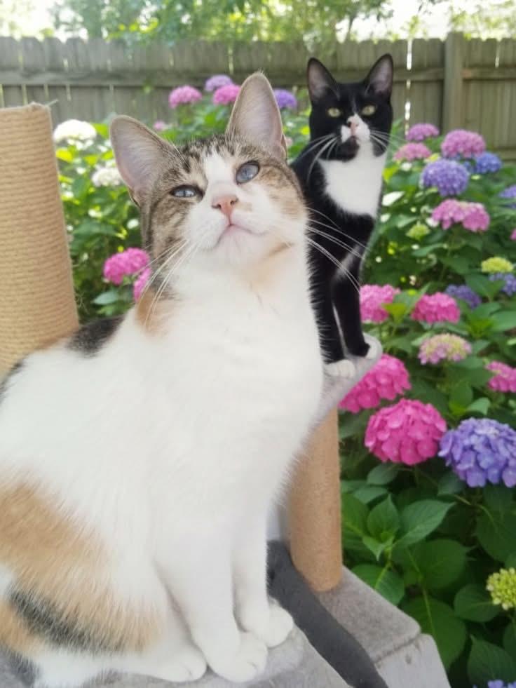 Grimace and Rosie, Adoptable, Young Male Domestic Short Hair.