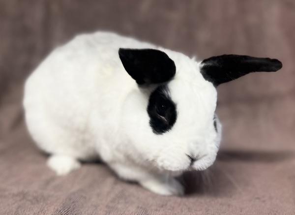 Panda, Adoptable, Adult Male Bunny Rabbit.