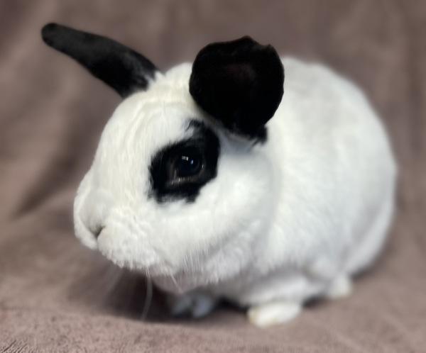 Panda, a Adoptable mixed breed in Monterey, CA image 2/6