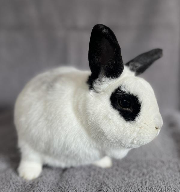 Panda, a Adoptable mixed breed in Monterey, CA image 5/6