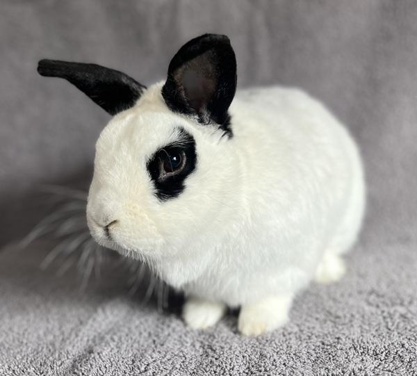 Panda, a Adoptable mixed breed in Monterey, CA image 6/6