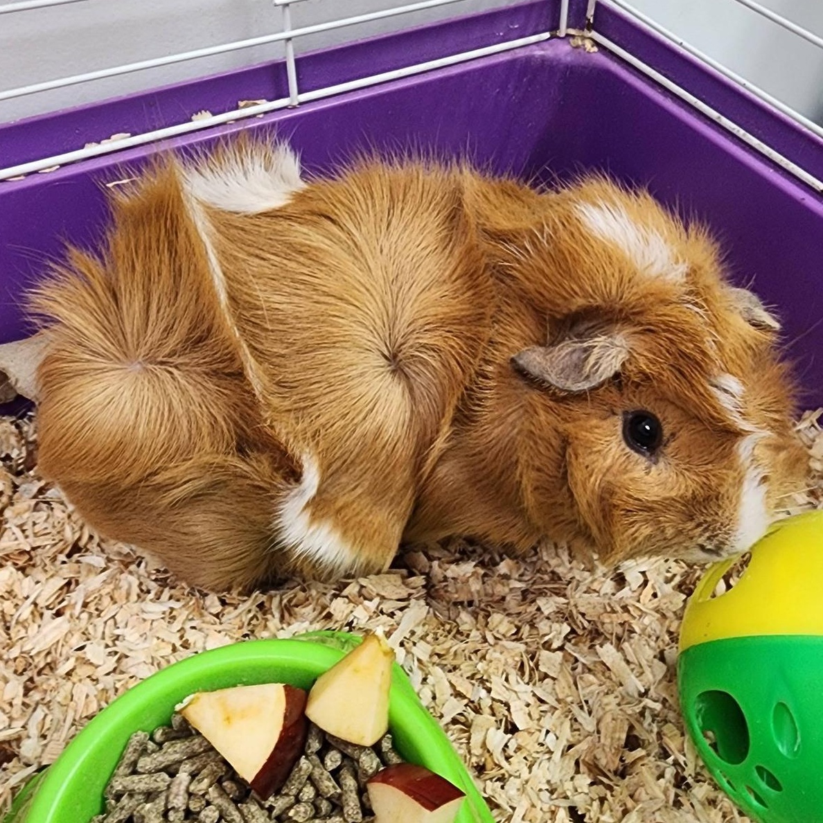 Enlarge Donut, a ADOPTABLE Guinea Pig in Danville, VA image 1/1