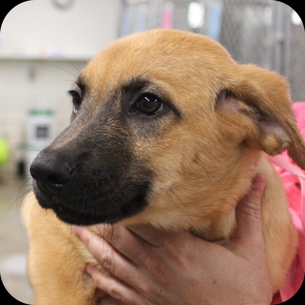 Reese, Adopted, Puppy Female Mixed Breed.