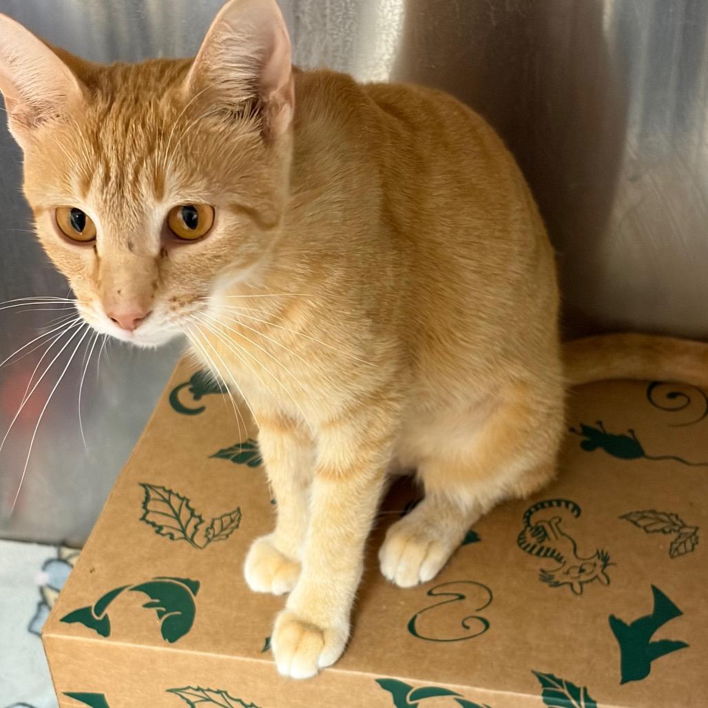 Fritter, Adoptable, Adult Female Domestic Short Hair & Mixed Breed.