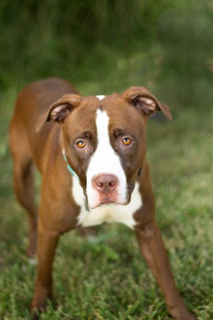 Enlarge Creed, a Adopted Mixed Breed in Hamilton, OH image 2/3