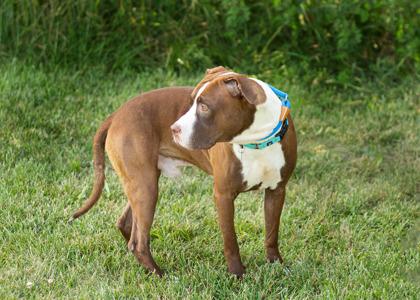 Enlarge Creed, a Adopted Mixed Breed in Hamilton, OH image 3/3