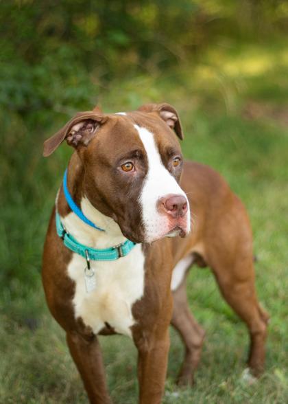 Creed, Adopted, Young Male Mixed Breed.