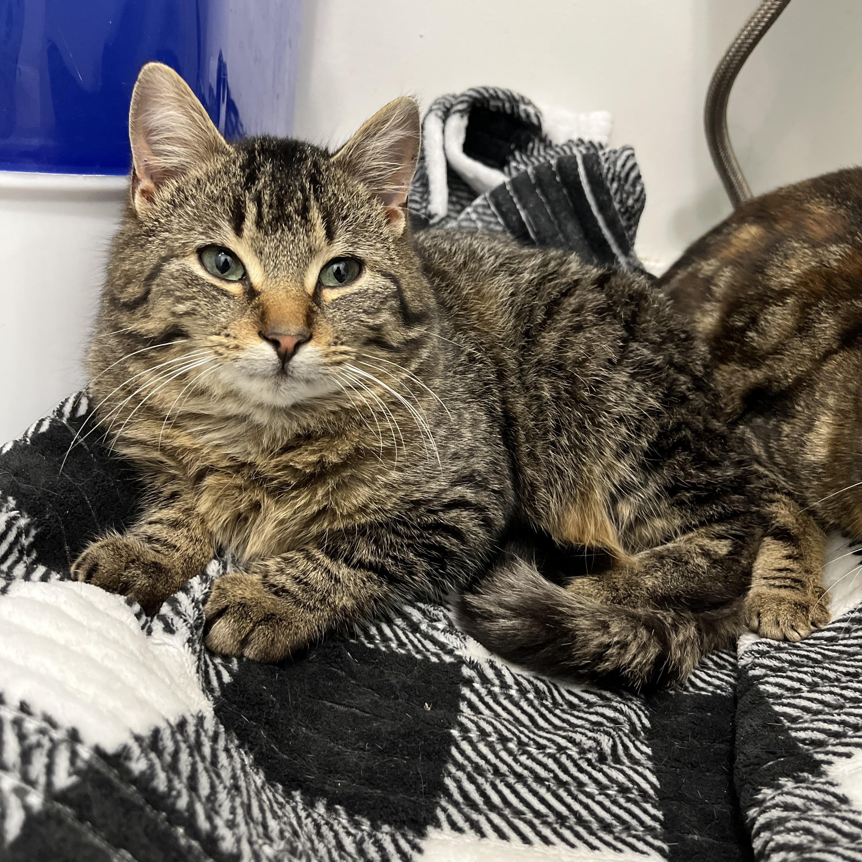 Kent (bonded with Antalya), a ADOPTABLE Domestic Short Hair in Pickering, ON image 2/3