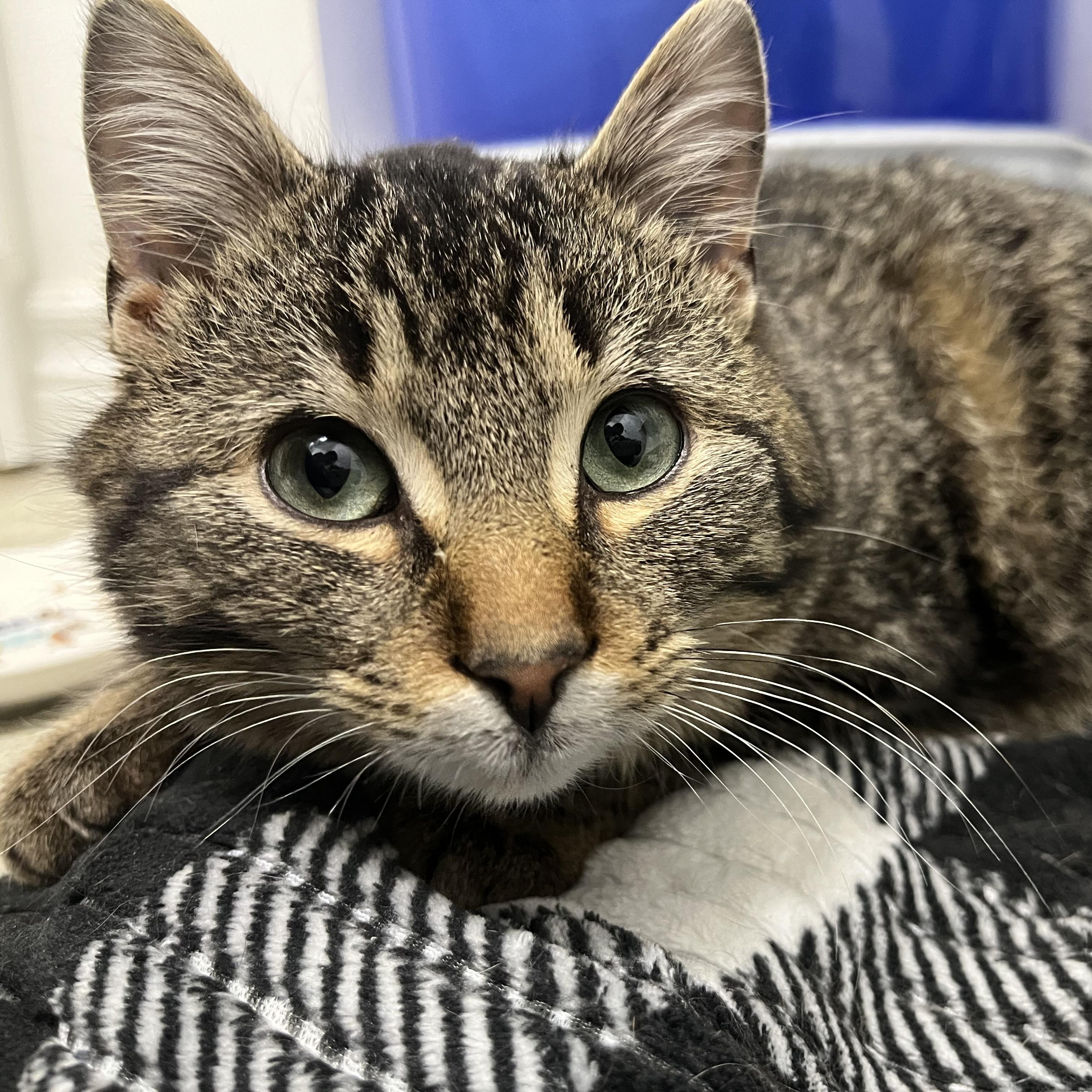 Kent (bonded with Antalya), ADOPTABLE, Young Male Domestic Short Hair.