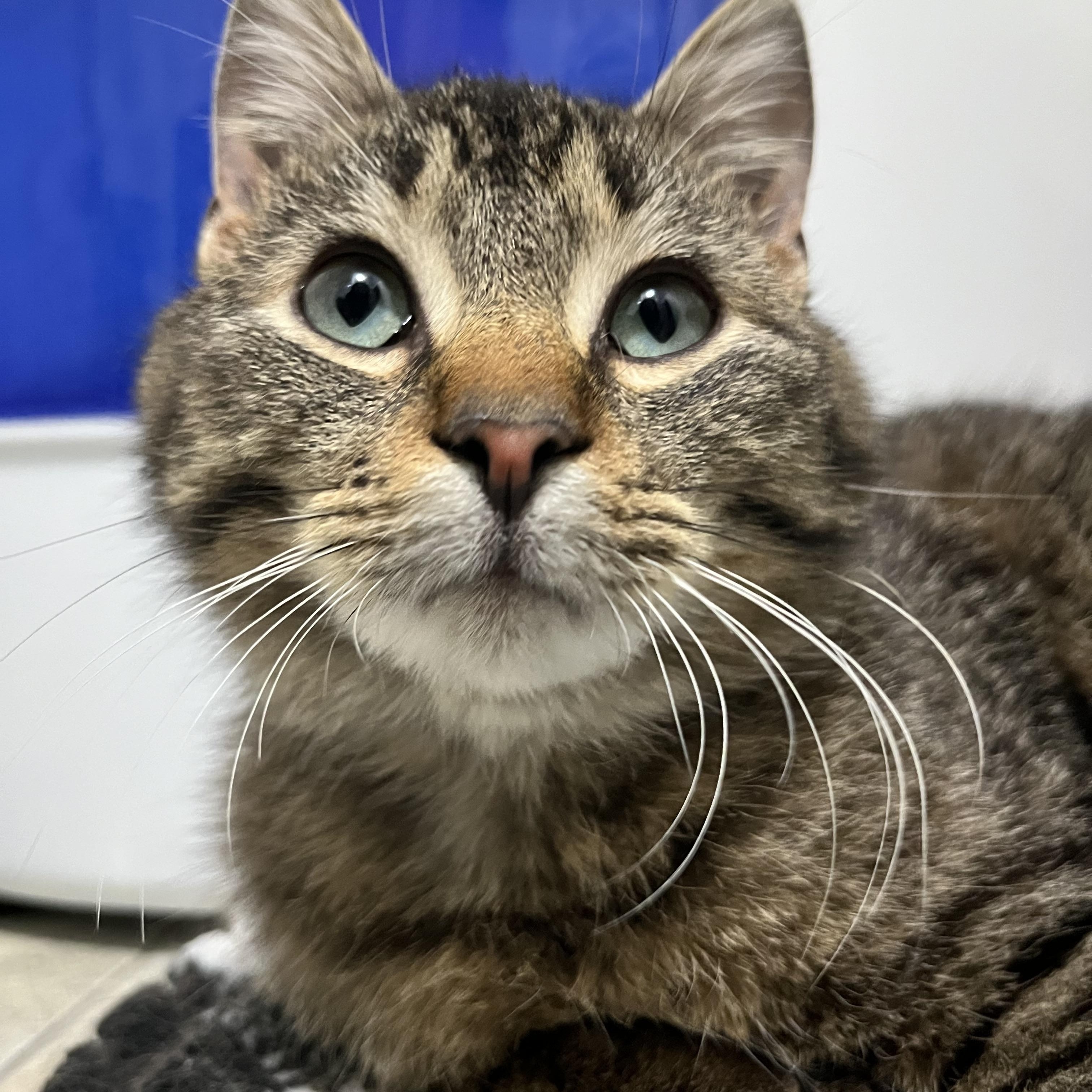 Kent (bonded with Antalya), a ADOPTABLE Domestic Short Hair in Pickering, ON image 3/3