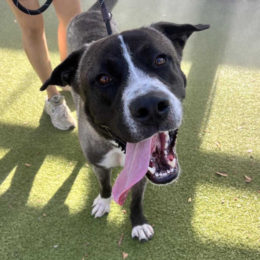Enlarge Hawk, a Adoptable Akita in Apache Junction, AZ image 1/6