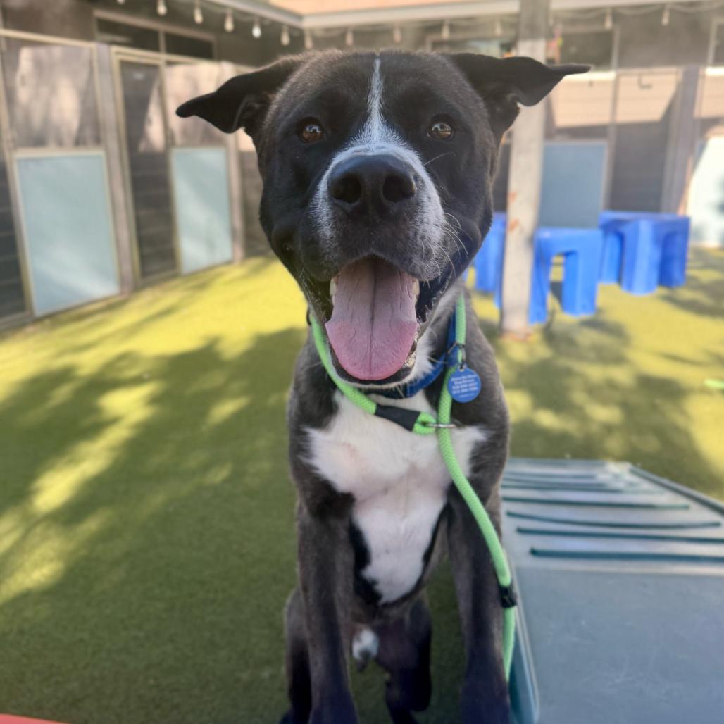 Enlarge Hawk, a Adoptable Akita in Apache Junction, AZ image 2/6