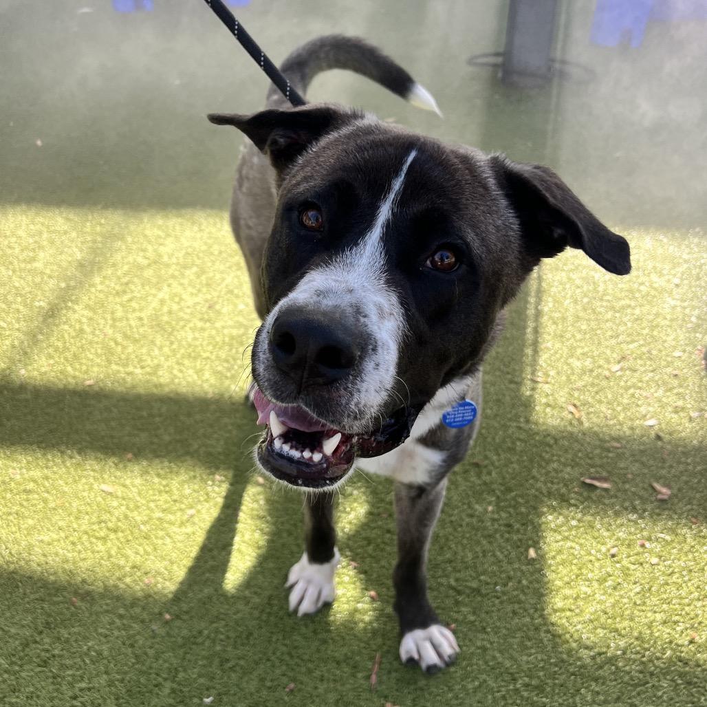 Enlarge Hawk, a Adoptable Akita in Apache Junction, AZ image 5/6