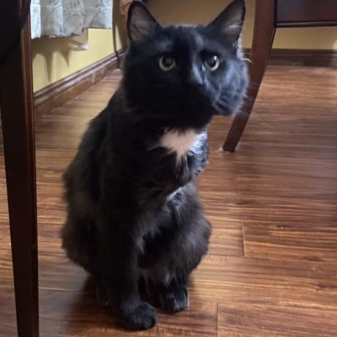 Enlarge Arrow, a Adoptable Domestic Medium Hair in Hammond, LA image 2/3