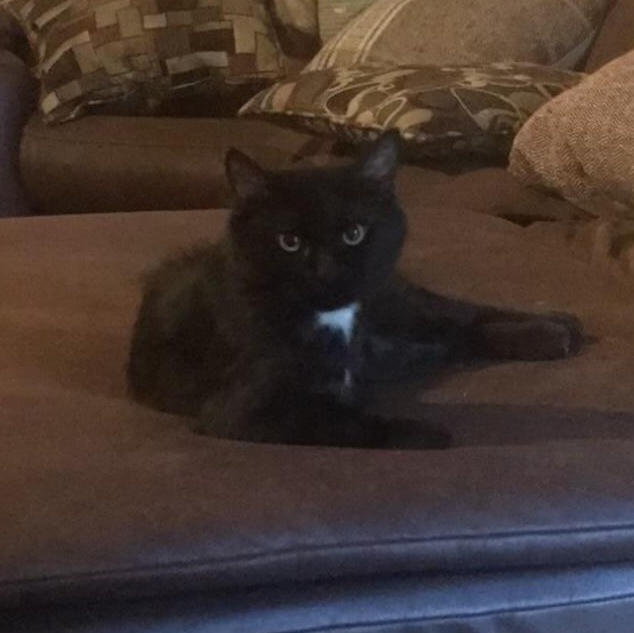 Enlarge Arrow, a Adoptable Domestic Medium Hair in Hammond, LA image 3/3