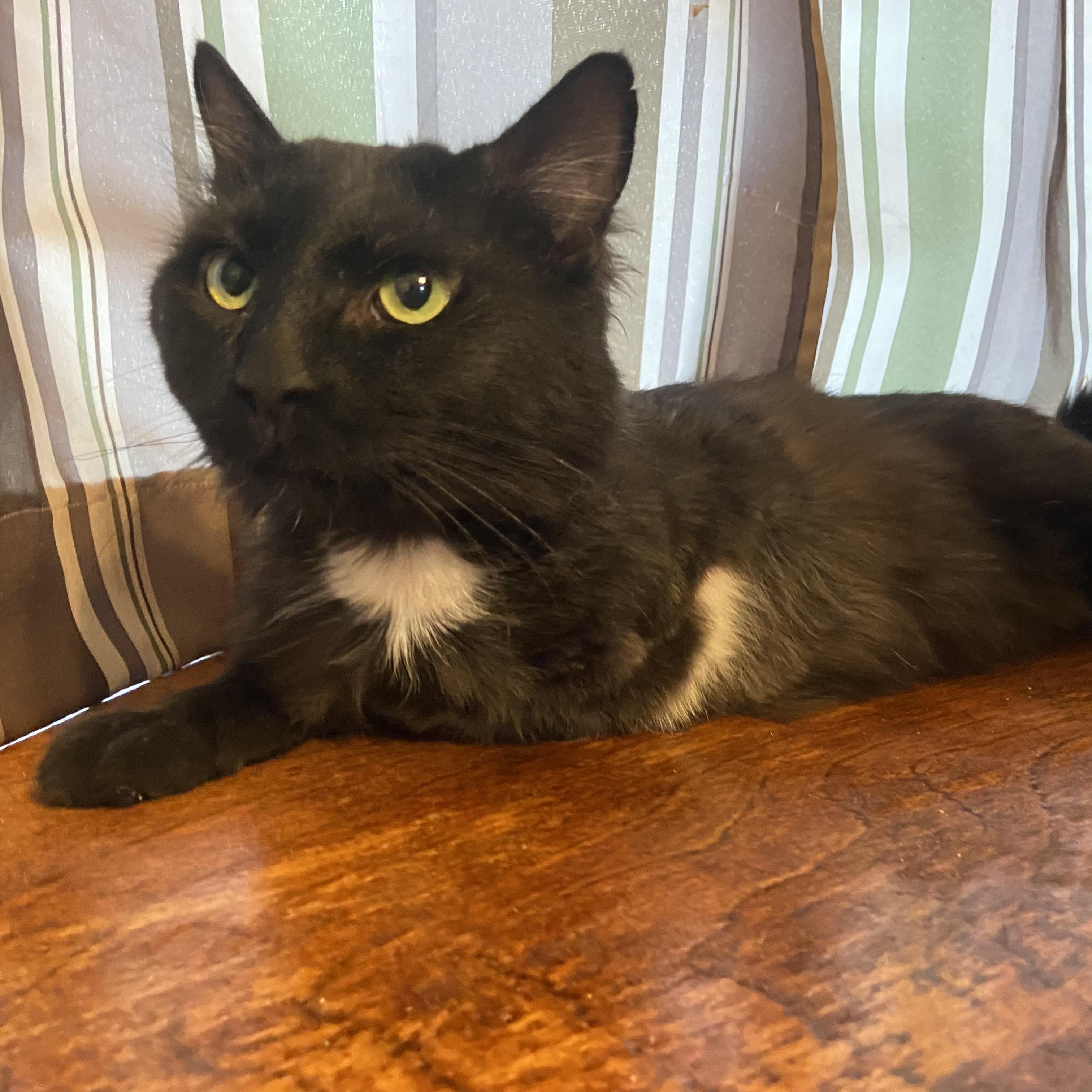 Arrow, Adoptable, Young Male Domestic Medium Hair.