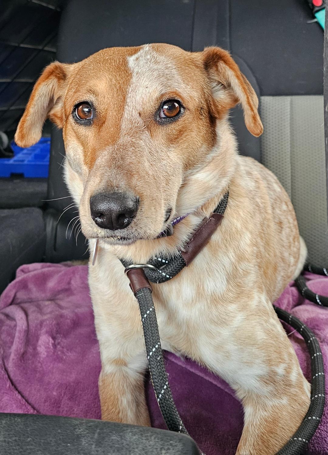 Enlarge Eve - Sponsored Fee, a ADOPTABLE mixed breed in Lapeer, MI image 4/6