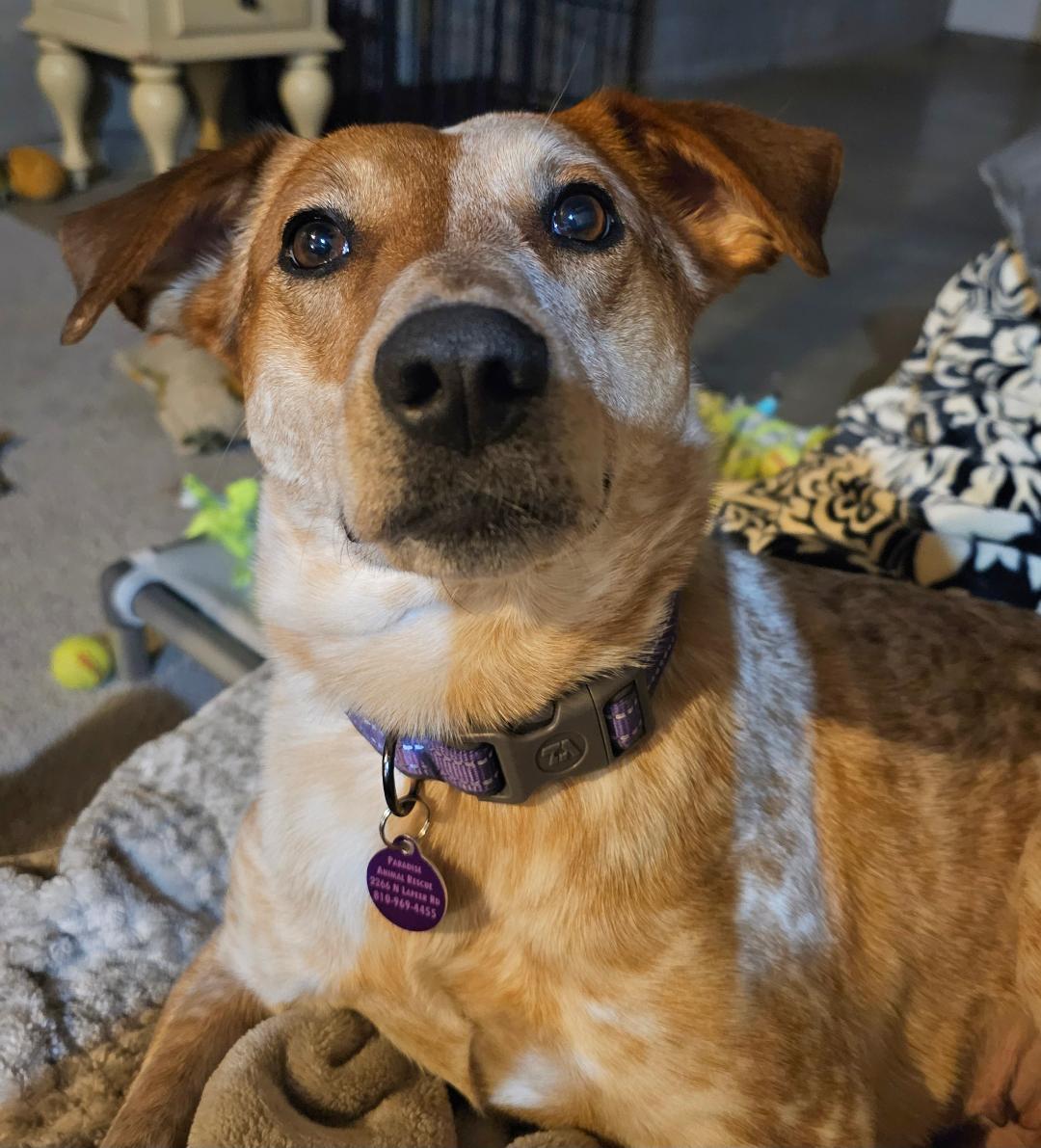 Enlarge Eve - Sponsored Fee, a ADOPTABLE mixed breed in Lapeer, MI image 2/6