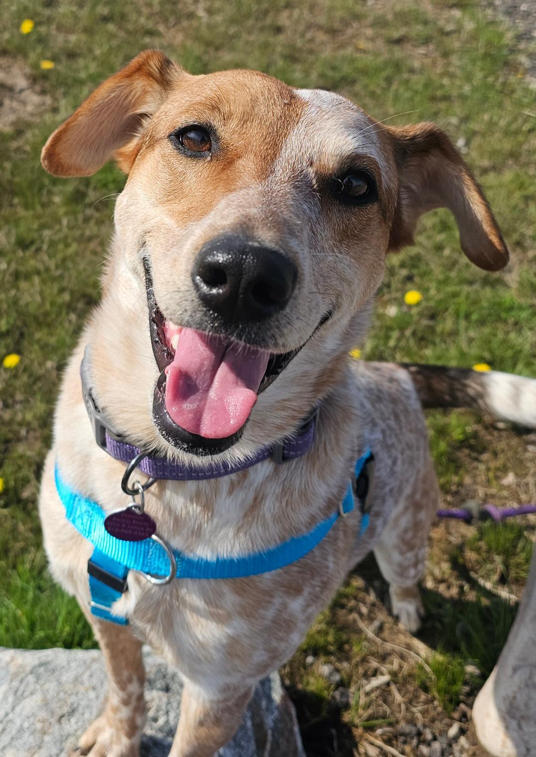 Enlarge Eve - Sponsored Fee, a ADOPTABLE mixed breed in Lapeer, MI image 1/6
