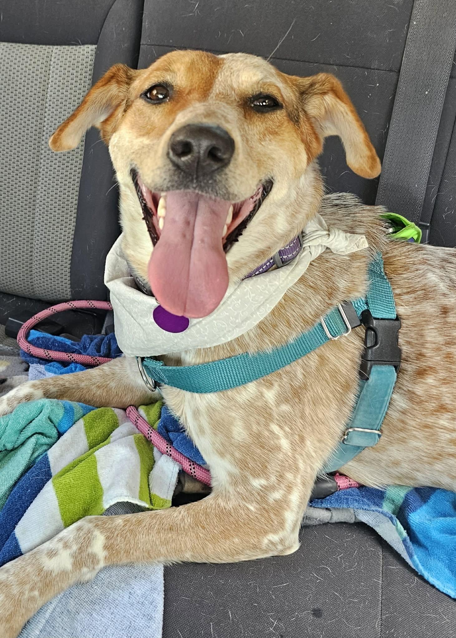Eve - Sponsored Fee, adoptable, Adult Female Cattle Dog.