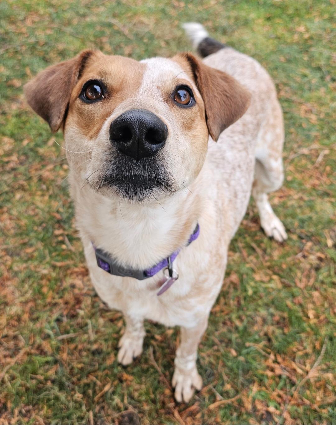 Enlarge Eve - Sponsored Fee, a ADOPTABLE mixed breed in Lapeer, MI image 5/6