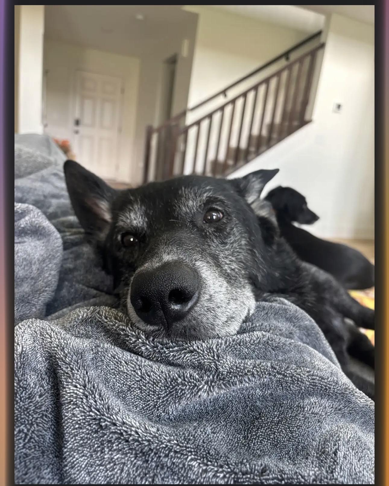 Enlarge Malachi, a Adoptable mixed breed in Cincinnati, OH image 5/6