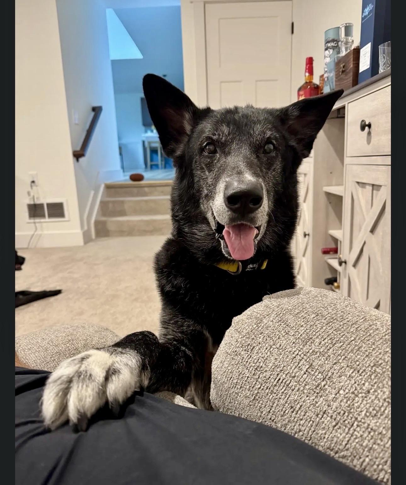 Enlarge Malachi, a Adoptable mixed breed in Cincinnati, OH image 3/6