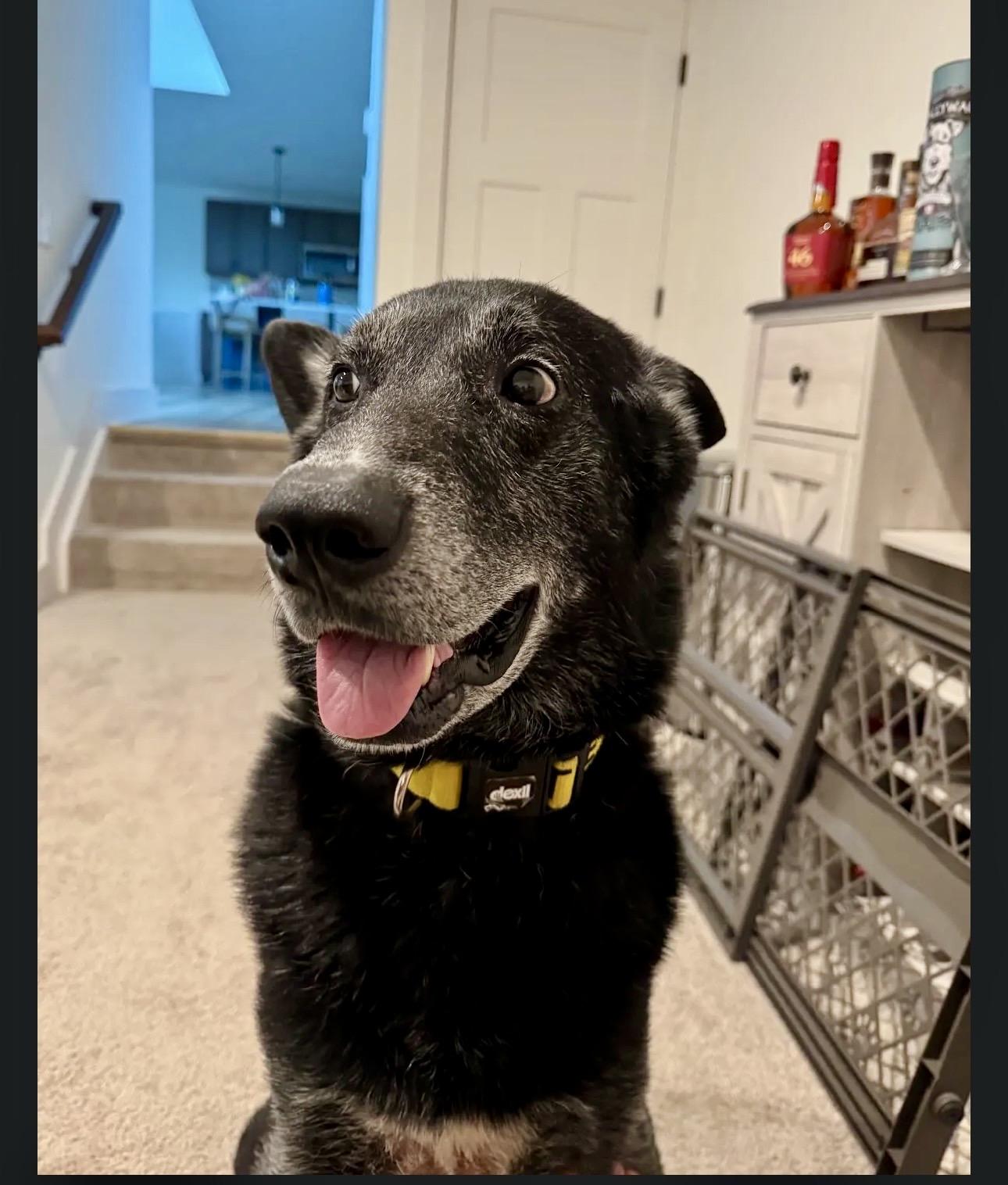 Malachi, Adoptable, Senior Male German Shepherd Dog & Shepherd.
