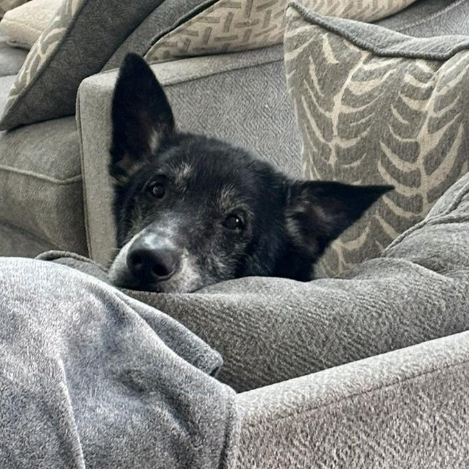 Enlarge Malachi, a Adoptable mixed breed in Cincinnati, OH image 2/6