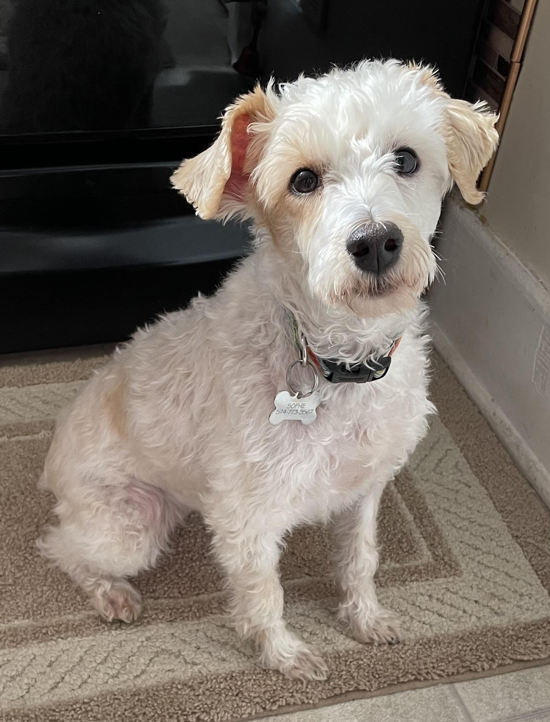 Enlarge Sophie, a ADOPTABLE mixed breed in Elkhart, IN image 1/2