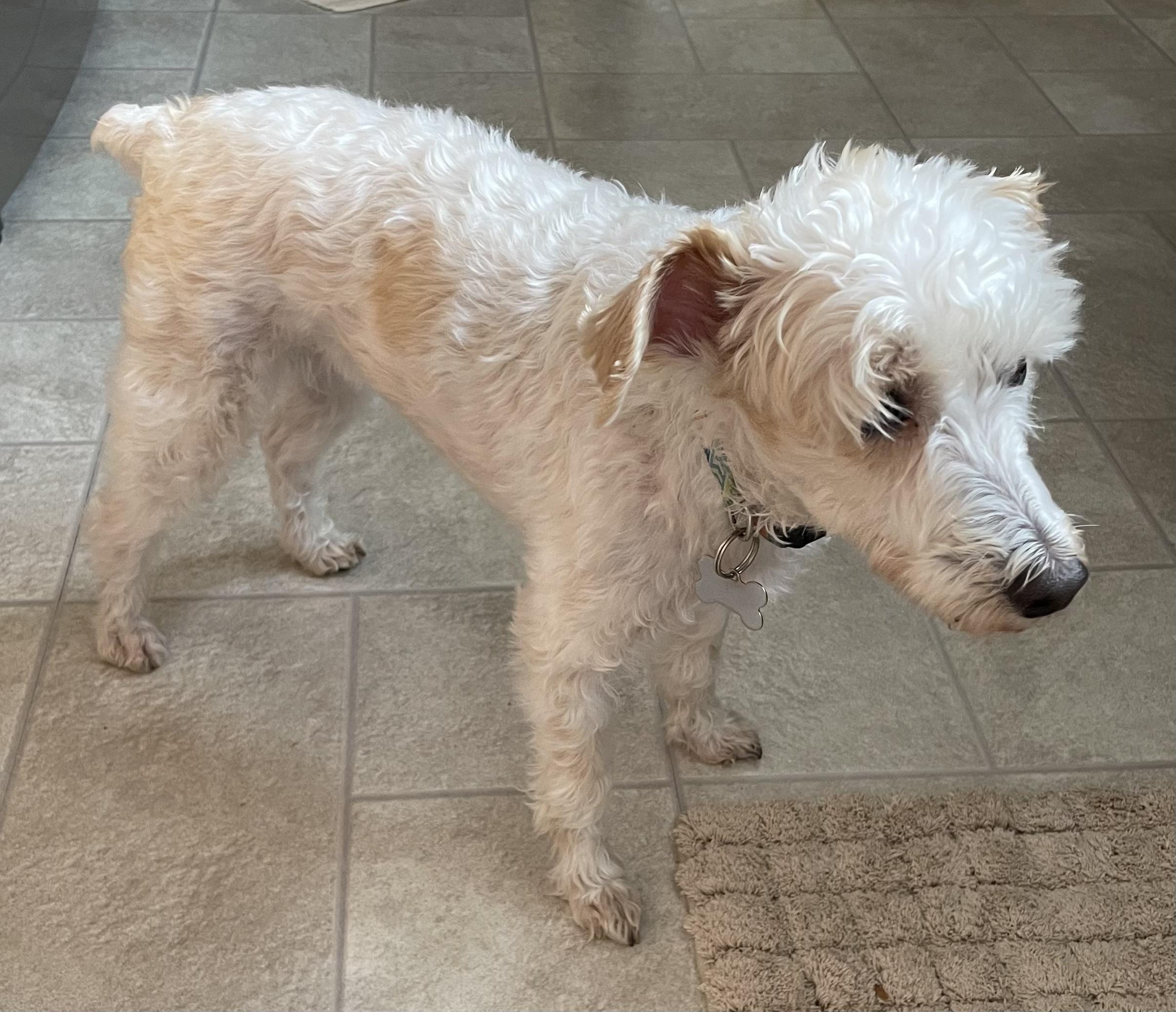Enlarge Sophie, a ADOPTABLE mixed breed in Elkhart, IN image 2/2