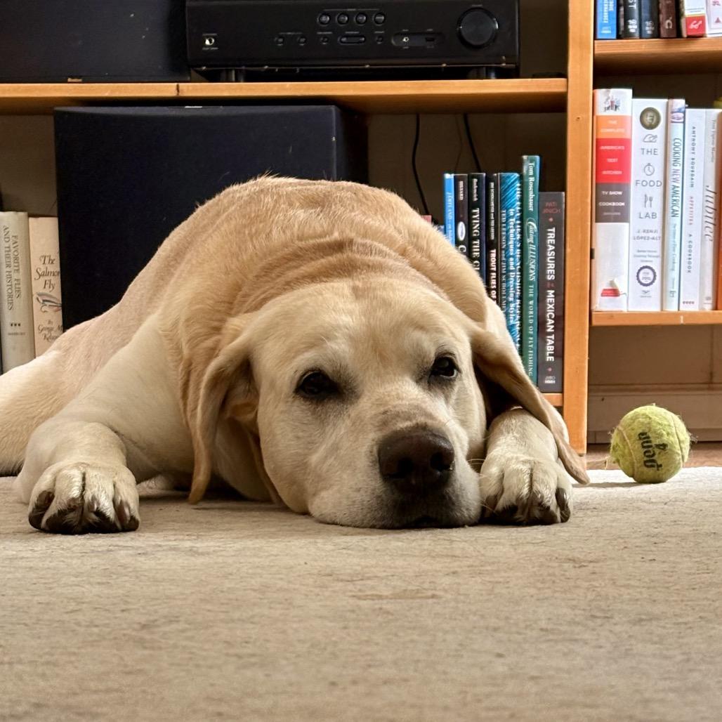 Buddy, Adoptable, Adult Male Yellow Labrador Retriever.