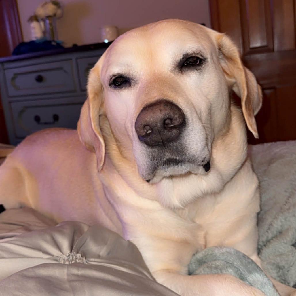 Buddy, a Adoptable Yellow Labrador Retriever in Austell, GA image 2/3