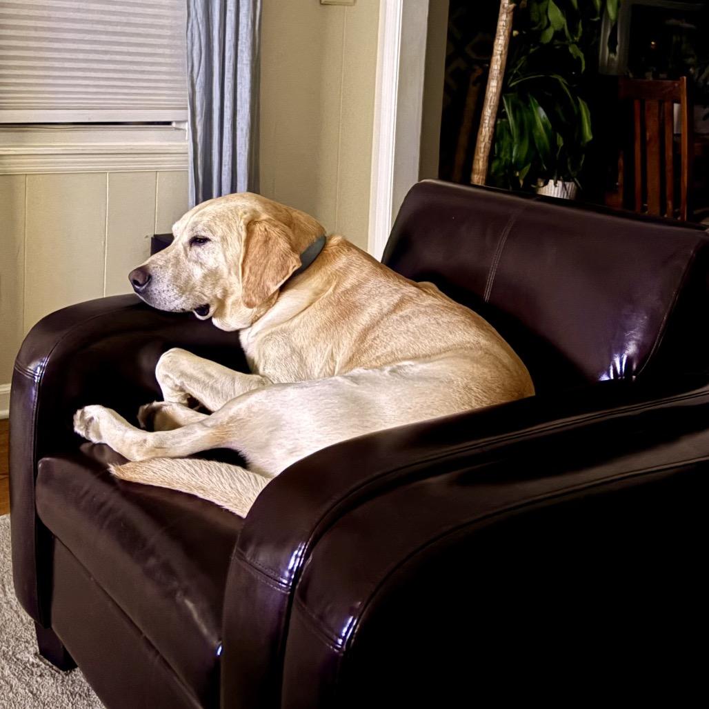 Buddy, a Adoptable Yellow Labrador Retriever in Austell, GA image 3/3