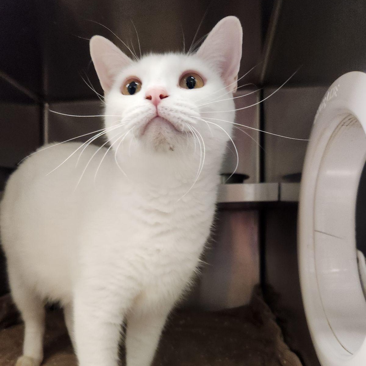 Enlarge Duchess, a Adoptable Domestic Short Hair in Liberty, MO image 2/2