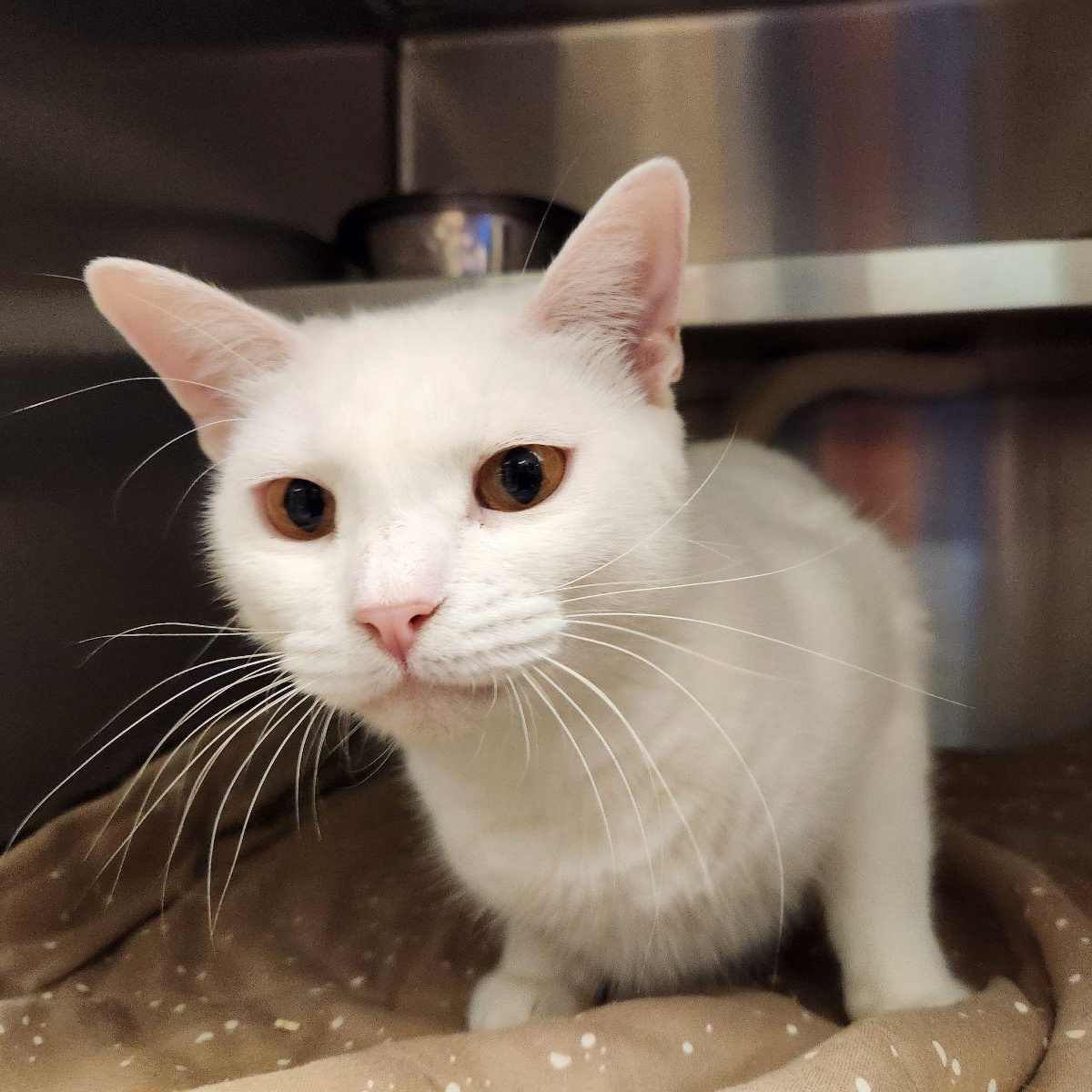 Duchess, Adoptable, Adult Female Domestic Short Hair.