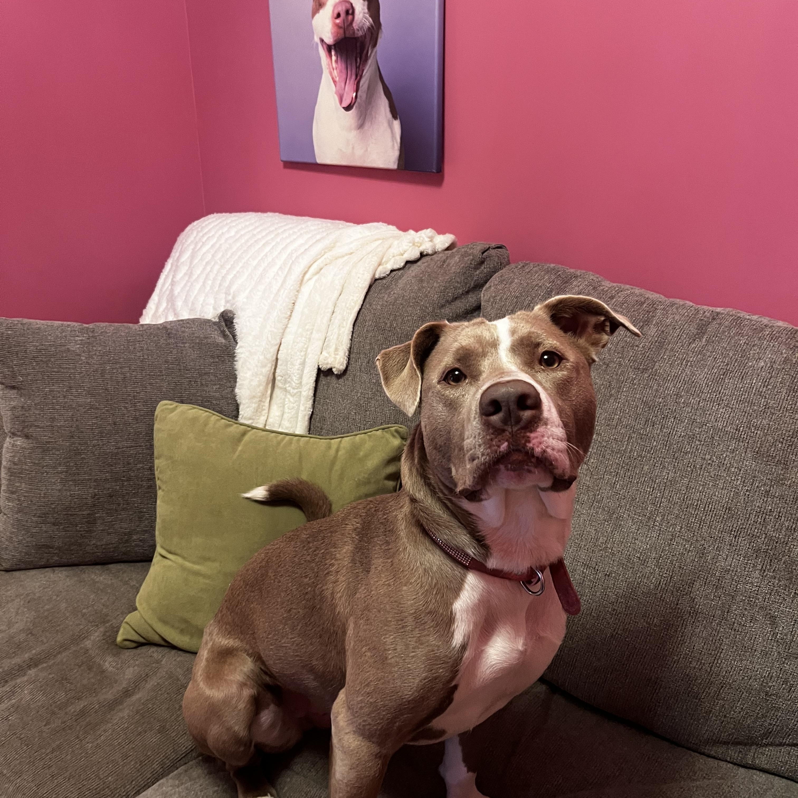 Josie, a Adoptable mixed breed in Cumberland, RI image 3/6