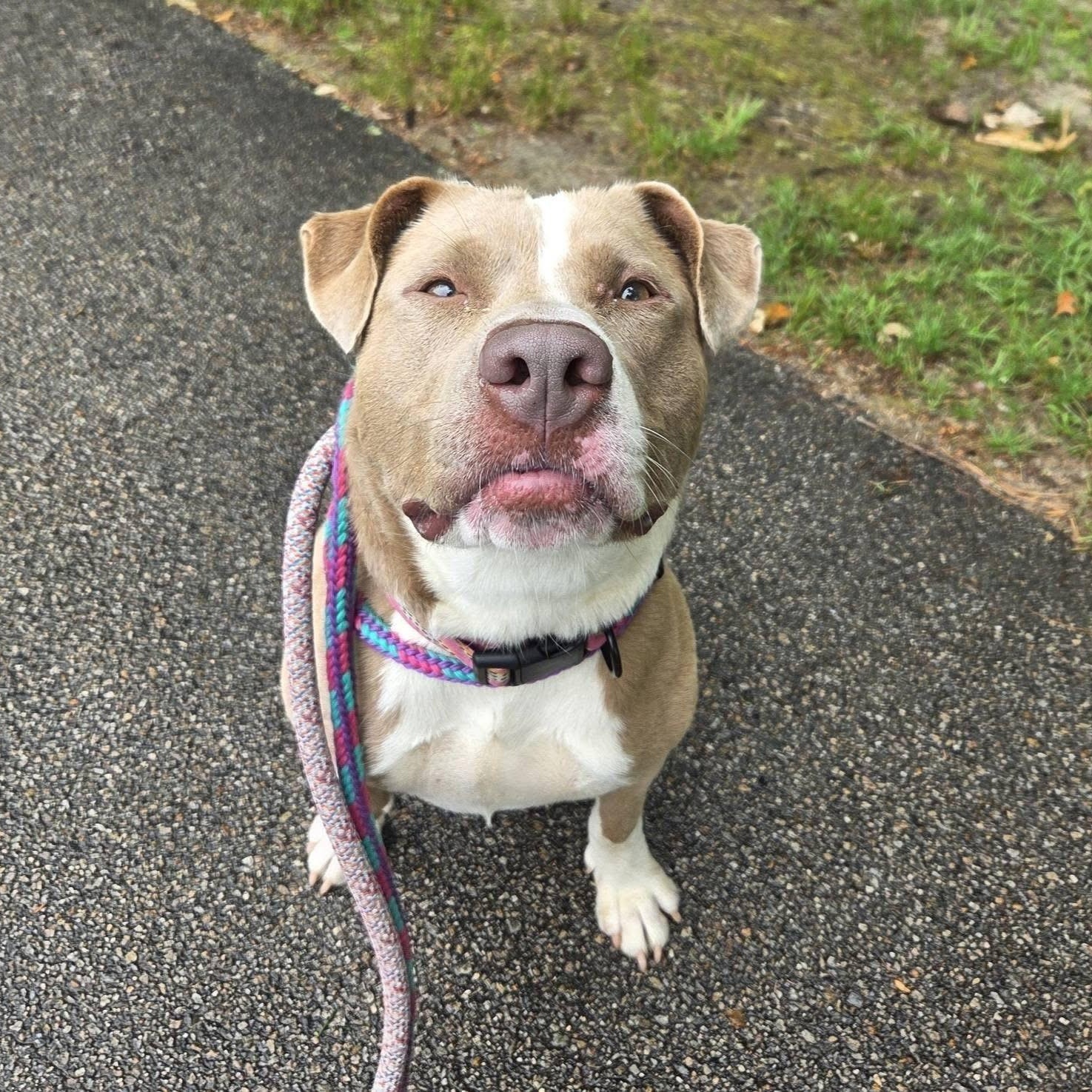 Josie, a Adoptable mixed breed in Cumberland, RI image 5/6