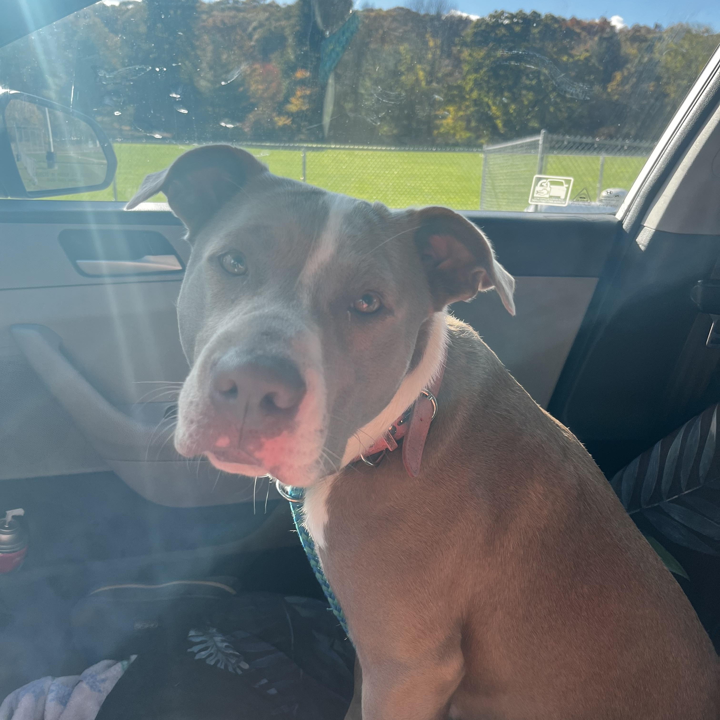 Josie, a Adoptable mixed breed in Cumberland, RI image 2/6