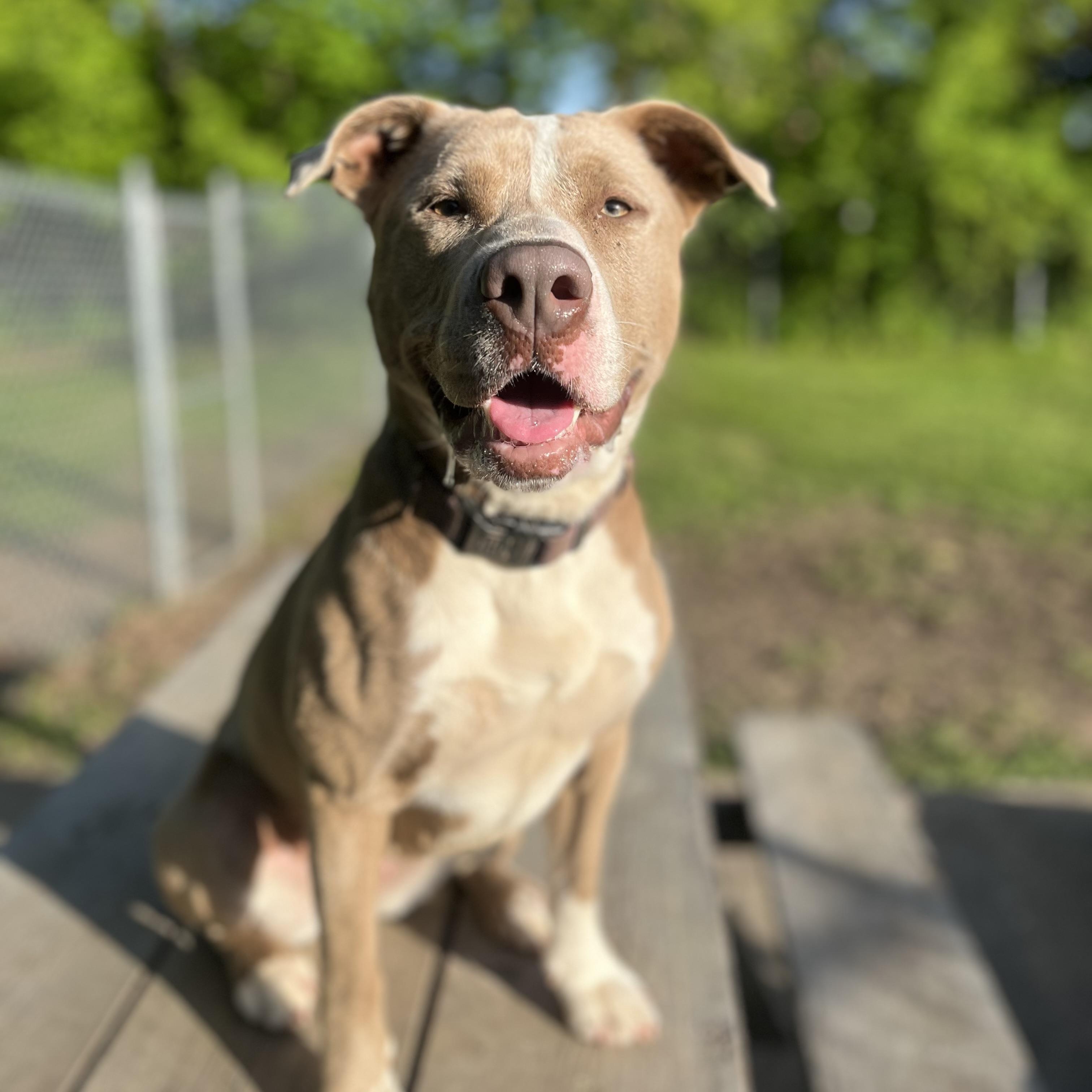 Josie, a Adoptable mixed breed in Cumberland, RI image 6/6