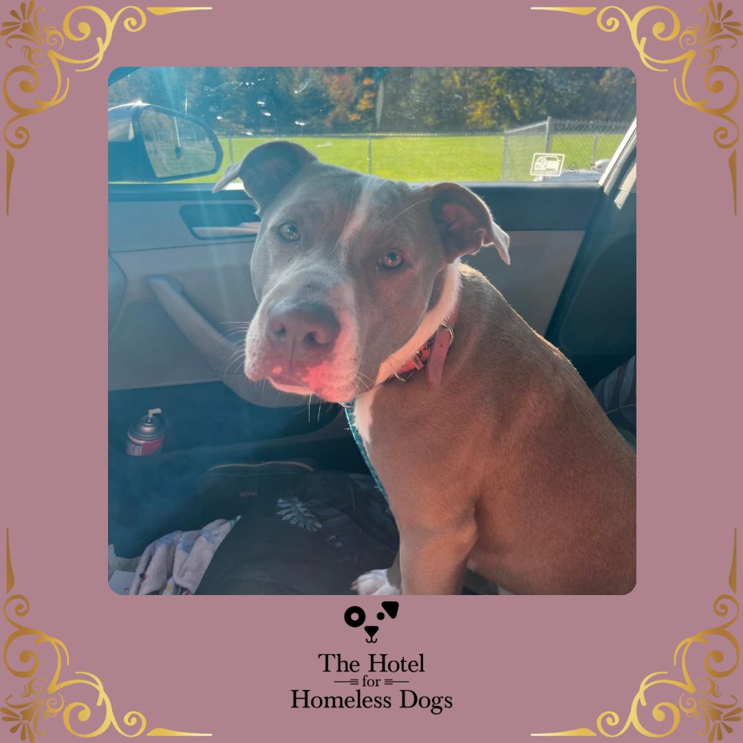 Josie, Adoptable, Adult Female American Staffordshire Terrier & Terrier.