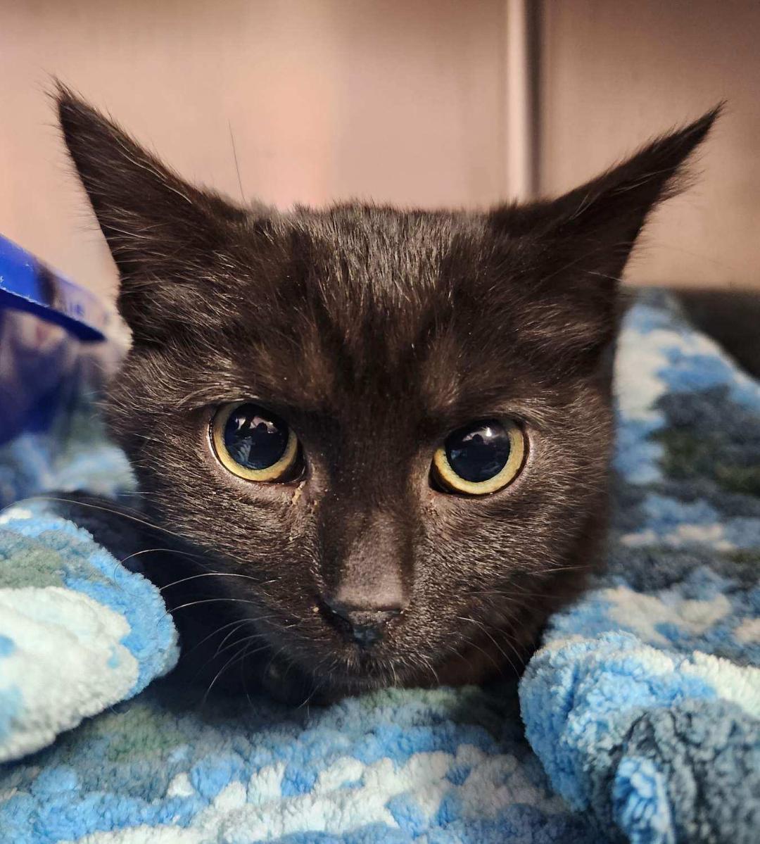 Freddie- Will be a tripod!, ADOPTABLE, Kitten Male Domestic Short Hair.