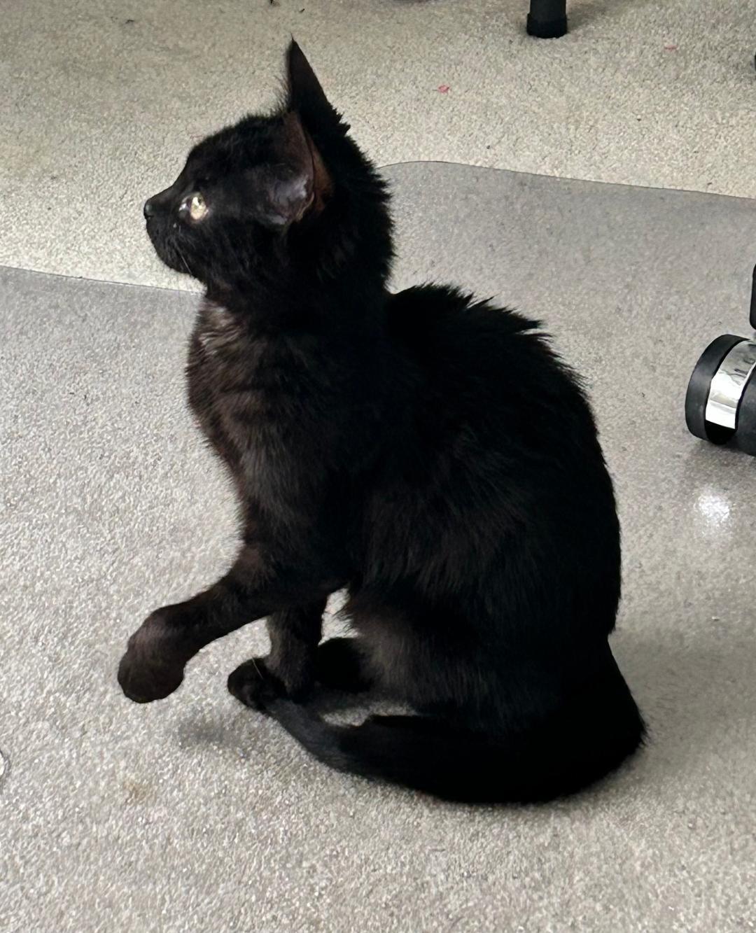 Enlarge Freddie- Will be a tripod!, an adopted Domestic Short Hair in Reynoldsburg, OH image 1/3