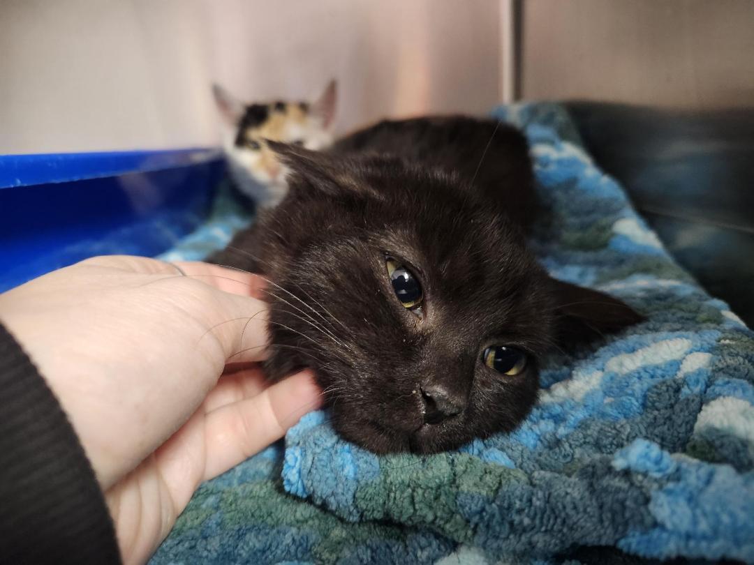 Freddie- Will be a tripod!, a ADOPTABLE Domestic Short Hair in Reynoldsburg, OH image 2/2