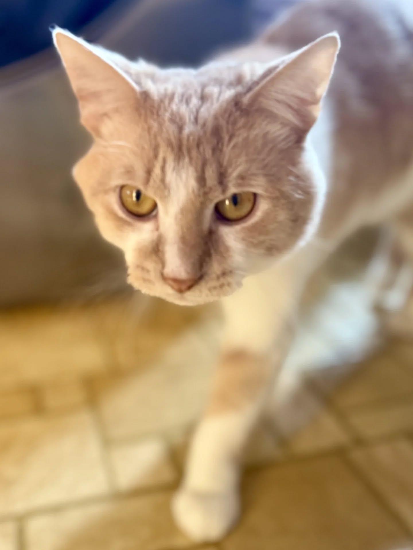 Enlarge Blaze, a Adoptable Domestic Short Hair in HANSON, MA image 1/1