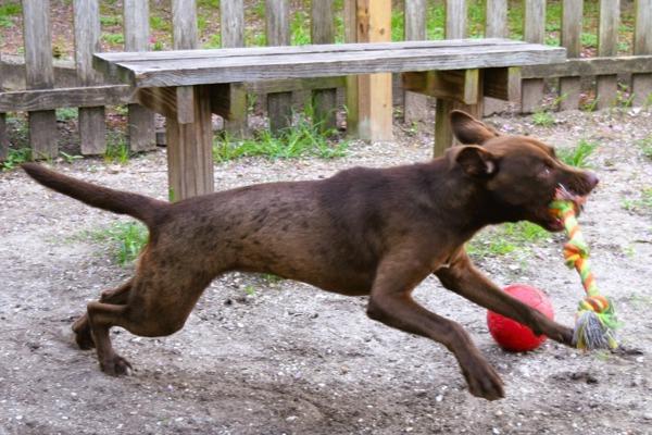 Enlarge Betsy, a Adoptable mixed breed in Mobile, AL image 1/4